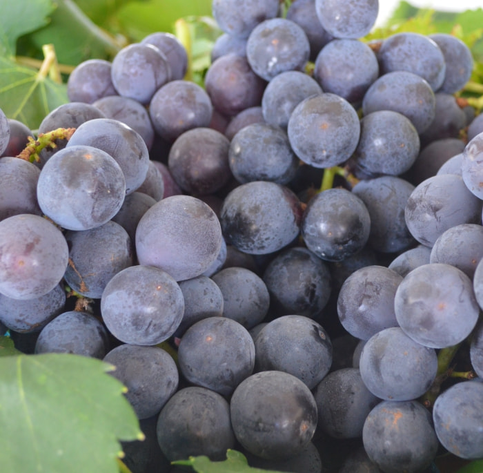 贈答用　甘熟ぶどう