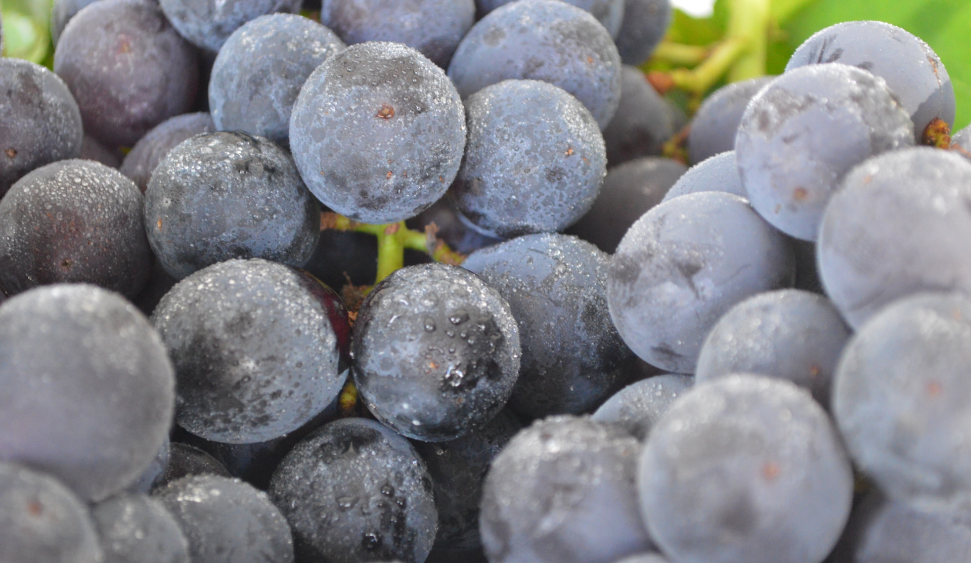 写真/メインビジュアル/ぶどう