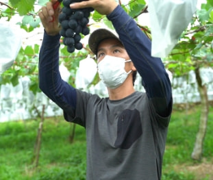 写真/ぶどうを収穫する男性スタッフ